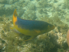 Bodianus rufus