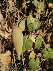 Asclepiadeae