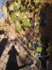 Asclepiadeae
