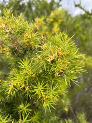 Persoonia juniperina