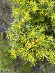 Persoonia juniperina