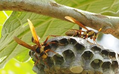 Polistes carnifex carnifex