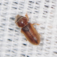 Tropicus pusillus