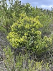 Persoonia juniperina