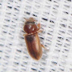 Tropicus pusillus