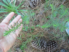 Baccharis coridifolia