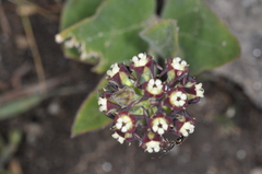 Oxypetalum arnottianum