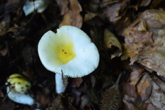 Russula raoultii