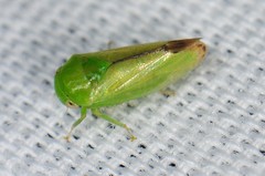 Hyalojassini