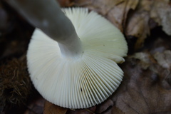 Russula raoultii