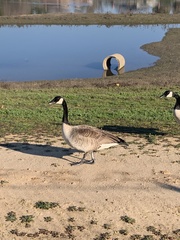 Branta canadensis