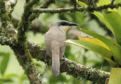 Coccyzus melacoryphus