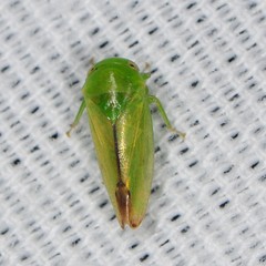 Hyalojassini