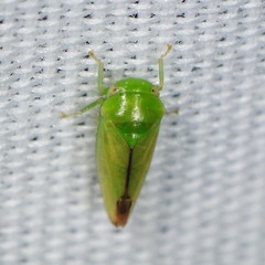Hyalojassini