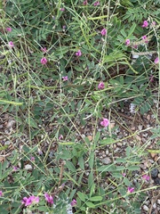 Tephrosia purpurea