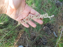 Chascolytrum subaristatum