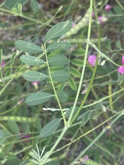 Tephrosia purpurea