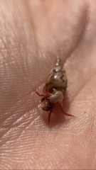 Calcinus californiensis