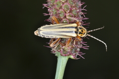 Chauliognathus scriptus