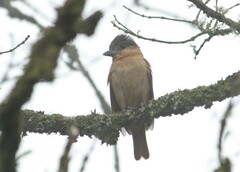 Pachyramphus validus