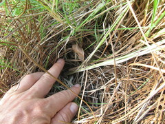 Chascolytrum subaristatum