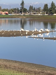 Pelecanus erythrorhynchos