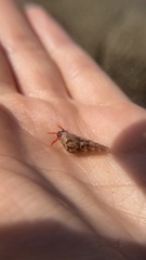 Calcinus californiensis