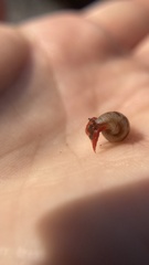 Calcinus californiensis