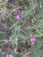 Tephrosia purpurea