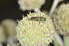 Agrilaxia brunneipennis