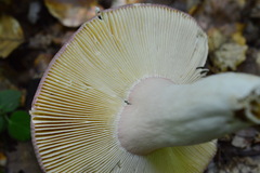 Russula olivacea