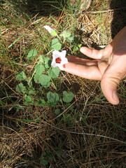 Pavonia glechomoides