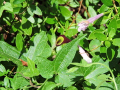 Aristolochia pentandra