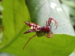 Micrathena spinosa