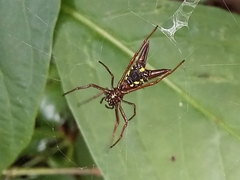 Micrathena spinosa