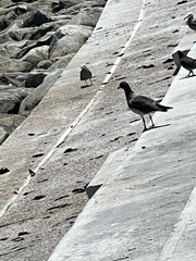 Leucophaeus modestus