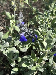 Salvia azurea