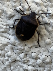 Chlorochroa