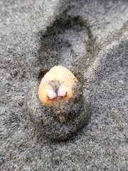 Clinocardium nuttallii