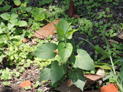 Gonolobus erianthus