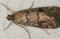 Achyra affinitalis