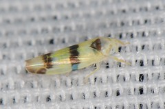 Empoa