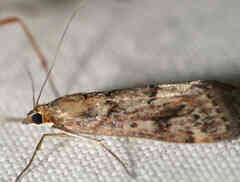 Achyra affinitalis