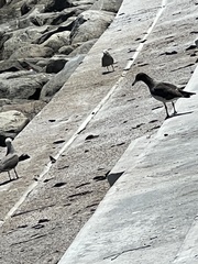 Leucophaeus modestus