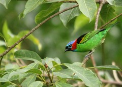 Tangara cyanocephala