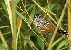 Drymophila ochropyga