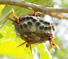 Polistes carnifex carnifex