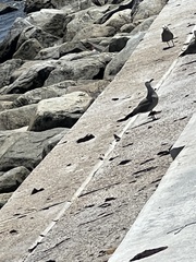 Leucophaeus modestus