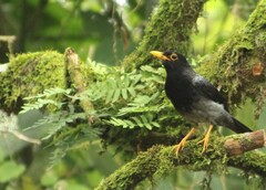 Turdus flavipes