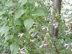 Cynanthus latirostris